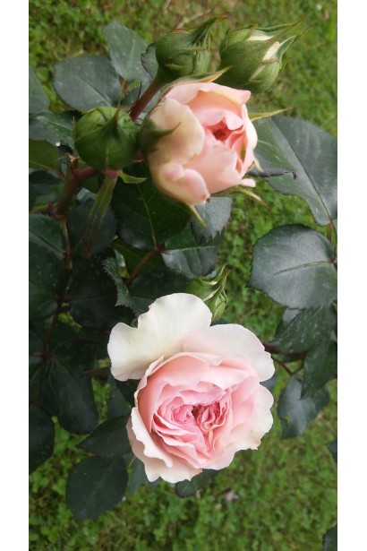 Floribunda Rose Mariatheresia